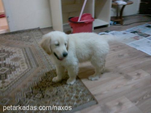 mario Erkek Golden Retriever