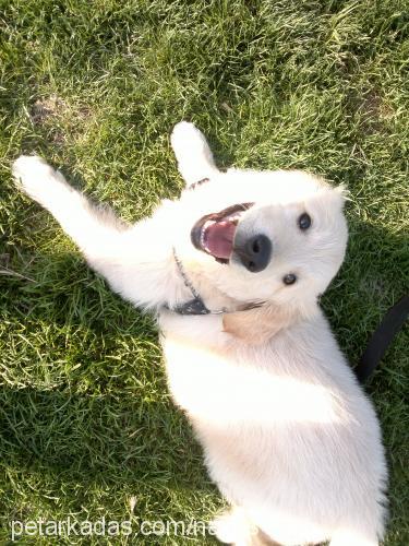 mario Erkek Golden Retriever