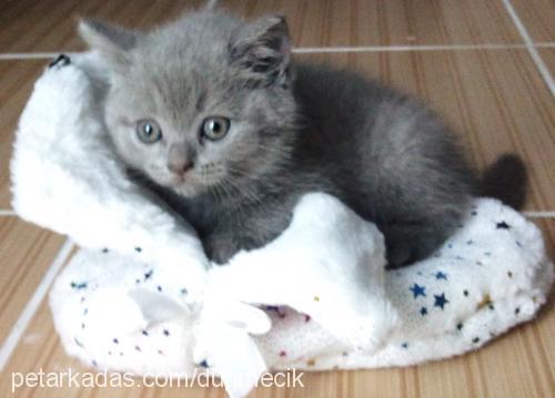 düğme Dişi British Shorthair