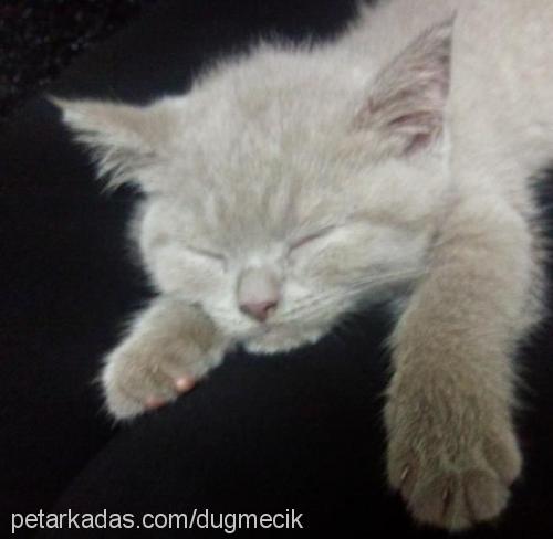 düğme Dişi British Shorthair