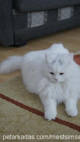 pamuk Dişi Ankara Kedisi (Angora)