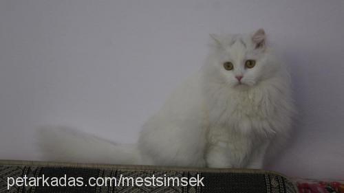 pamuk Dişi Ankara Kedisi (Angora)