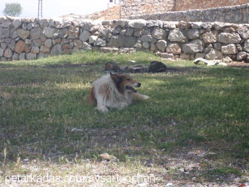 alf Erkek Collie