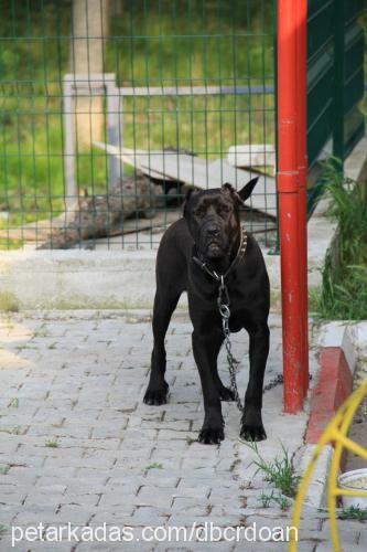 oscar Erkek Cane Corso Italiano