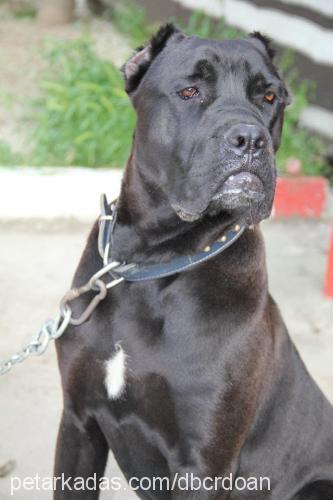 oscar Erkek Cane Corso Italiano