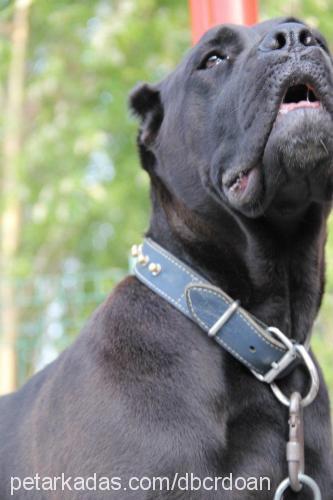 oscar Erkek Cane Corso Italiano