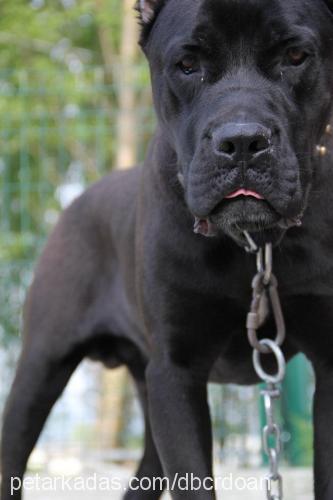 oscar Erkek Cane Corso Italiano