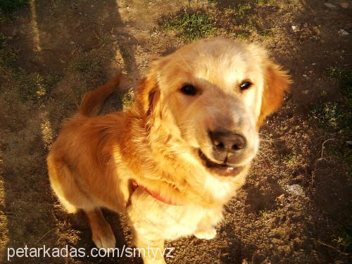 dost Erkek Golden Retriever