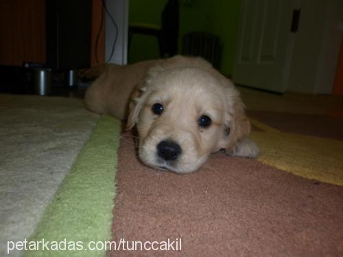 Çakıl Dişi Golden Retriever