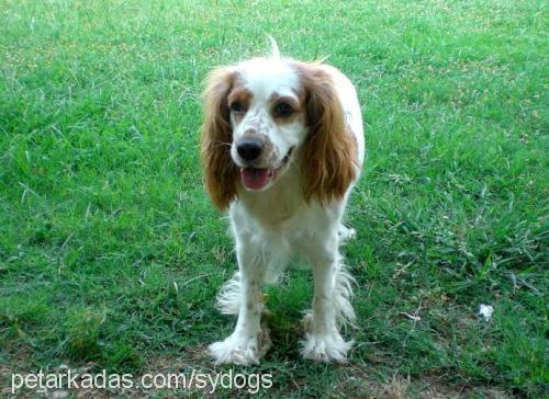 alicé Dişi İngiliz Cocker Spaniel