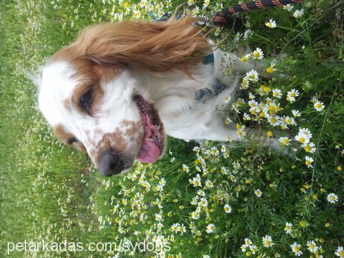 alicé Dişi İngiliz Cocker Spaniel