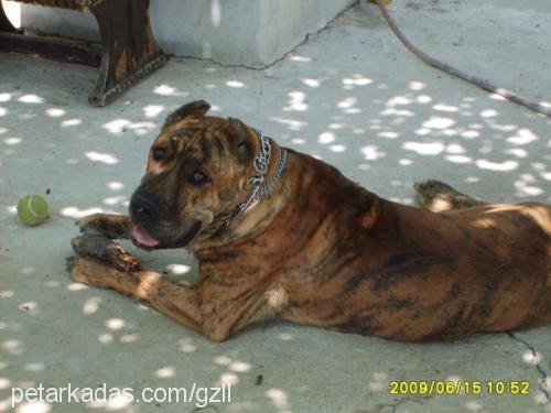 küba Dişi Mastiff