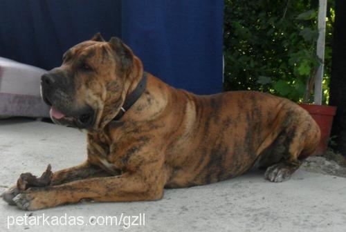 küba Dişi Mastiff