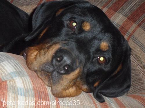 olmeca Dişi Rottweiler