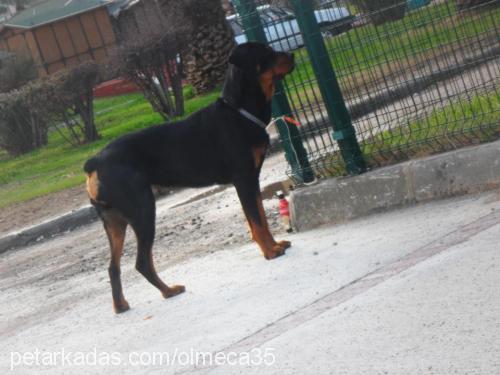 olmeca Dişi Rottweiler