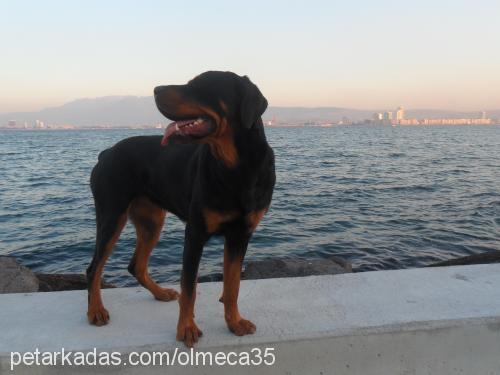 olmeca Dişi Rottweiler