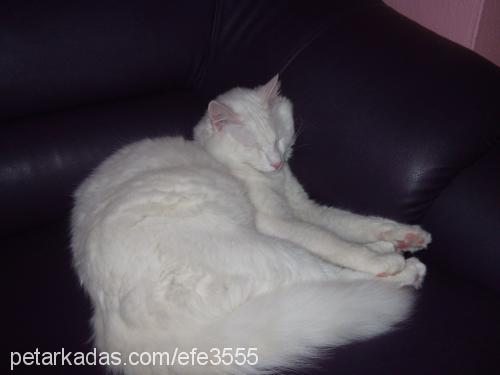 efe Erkek Ankara Kedisi (Angora)