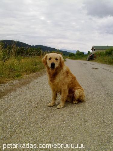 goldİe Erkek Golden Retriever