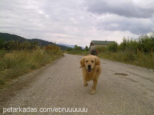 goldİe Erkek Golden Retriever