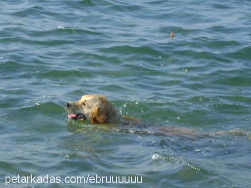 goldİe Erkek Golden Retriever