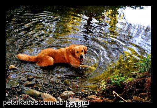 goldİe Erkek Golden Retriever