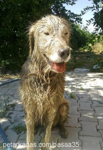 paşa Erkek Golden Retriever