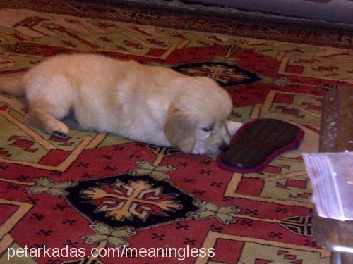 tarçın Dişi Golden Retriever