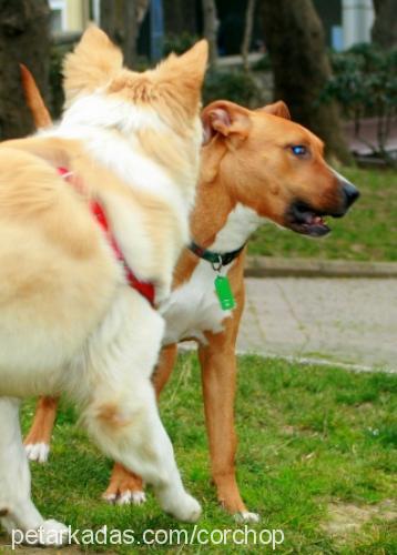 ateş Dişi Amerikan Pitbull Terrier