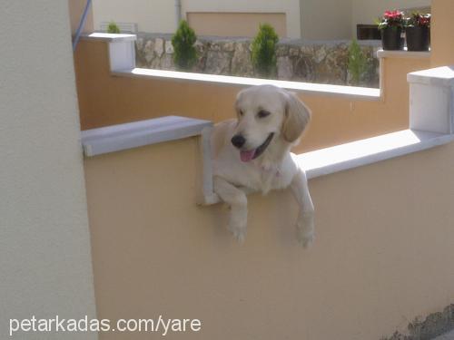 mİŞa Dişi Golden Retriever