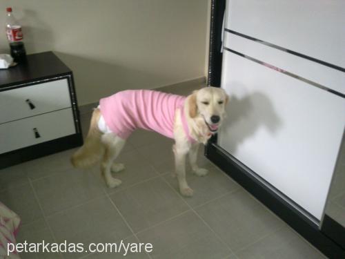 mİŞa Dişi Golden Retriever