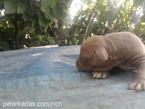 çikoo Erkek Amerikan Pitbull Terrier