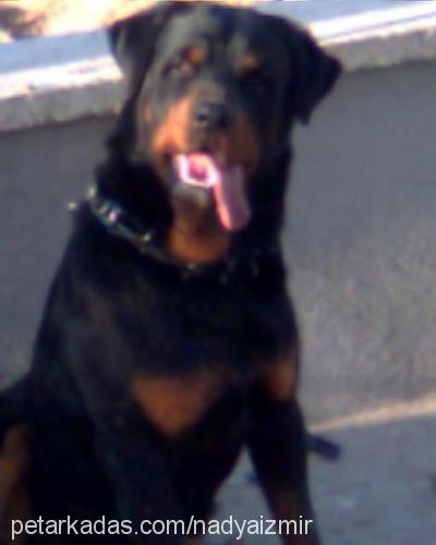 barni Erkek Rottweiler