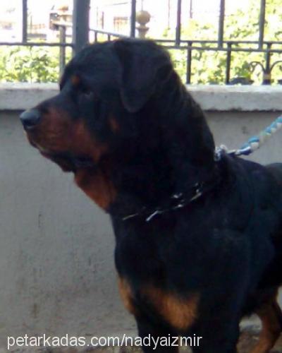 barni Erkek Rottweiler