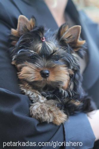 loulou Dişi Yorkshire Terrier