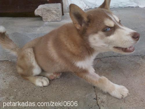 şans Erkek Sibirya Kurdu (Husky)