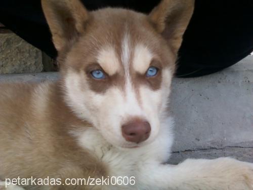 şans Erkek Sibirya Kurdu (Husky)