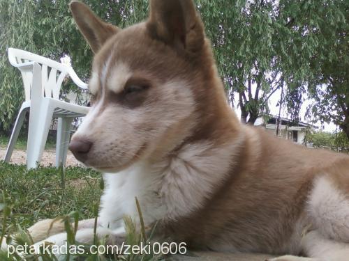 şans Erkek Sibirya Kurdu (Husky)