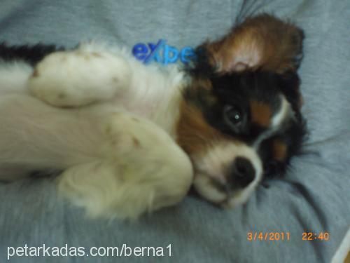 prens Erkek King Charles Spaniel