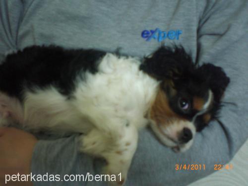 prens Erkek King Charles Spaniel