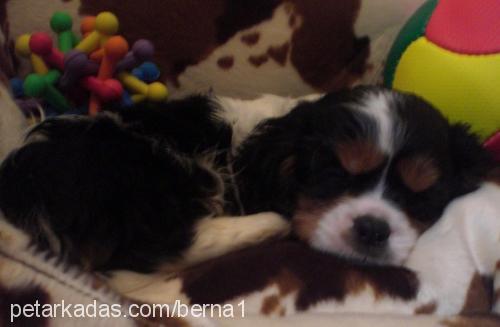 prens Erkek King Charles Spaniel