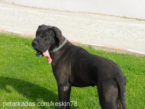 cobalt Erkek Great Dane (Danua)