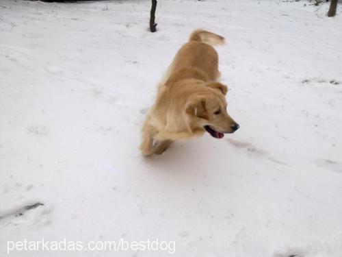 duğman Erkek Golden Retriever