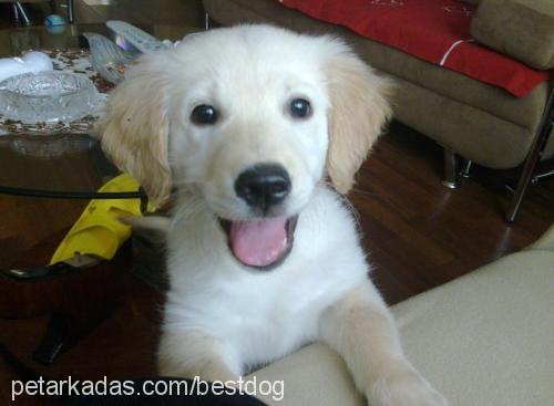 duğman Erkek Golden Retriever