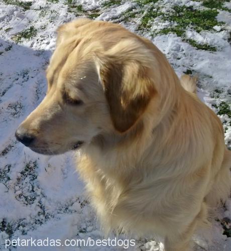 duğman Erkek Golden Retriever