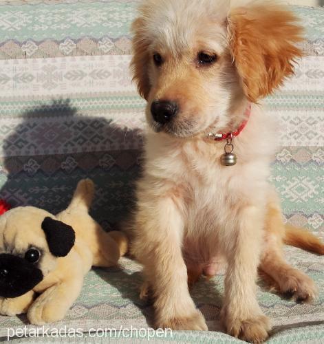 chopen Erkek Golden Retriever