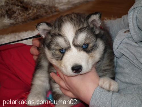 duman Erkek Alaskan Malamute