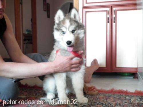 duman Erkek Alaskan Malamute