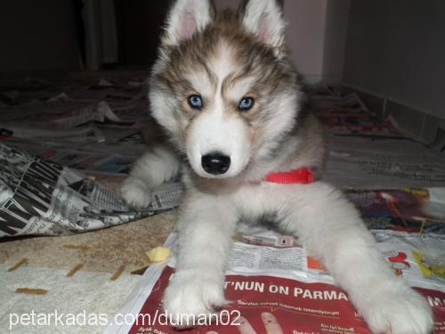 duman Erkek Alaskan Malamute