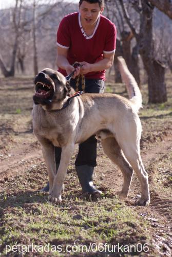 ayı Erkek Kangal