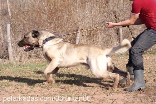 ayı Erkek Kangal